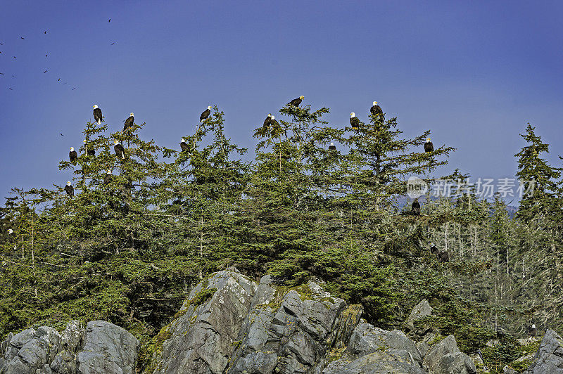 白头秃鹰(Haliaeetus leucocephalus)是一种猛禽，栖息在阿拉斯加锡特卡海湾的树木和岩石上。